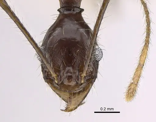 Pheidole voreios - CASENT0406636