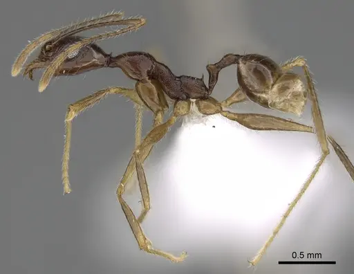 Pheidole voreios - CASENT0406636