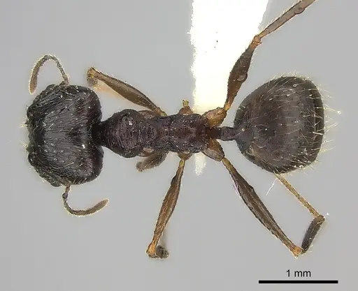 Pheidole voreios - CASENT0427792