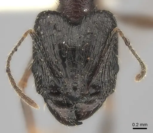 Pheidole voreios - CASENT0427792