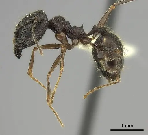 Pheidole voreios - CASENT0427792