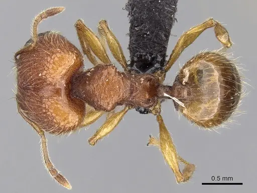 Pheidole vulcan specimen