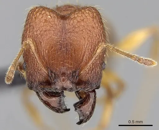 Pheidole vulcan specimen