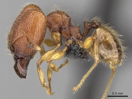 Pheidole vulcan specimen