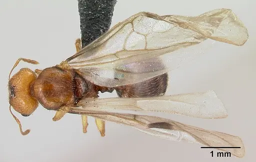 Pheidole vulcan - CASENT0136738