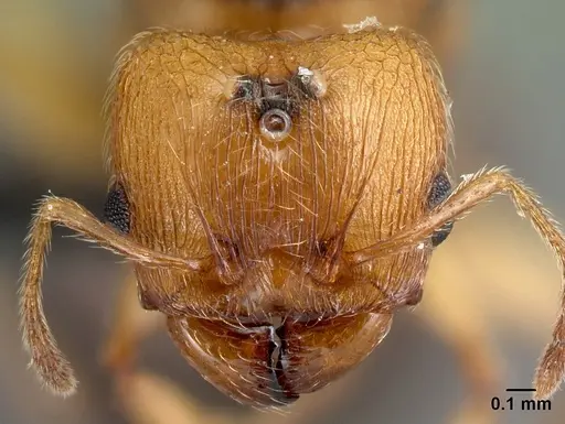 Pheidole vulcan - CASENT0136738