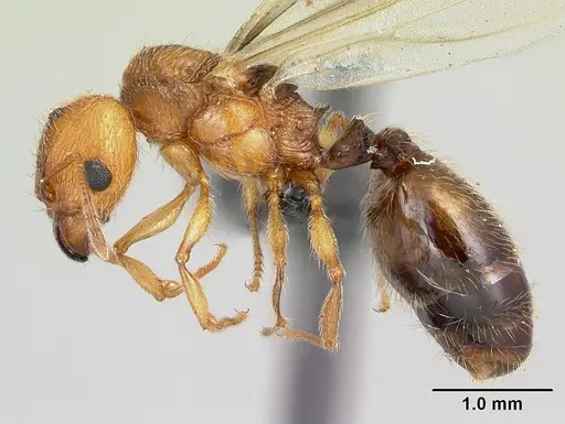 Pheidole vulcan - CASENT0136738