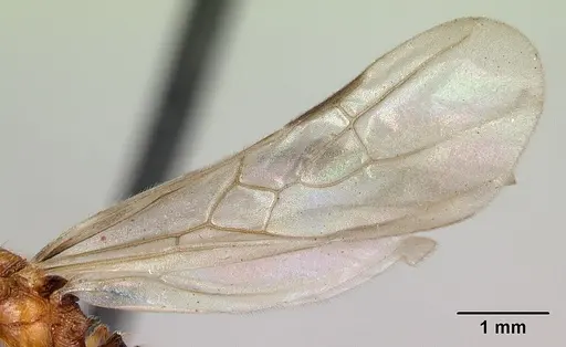 Pheidole vulcan - CASENT0136738