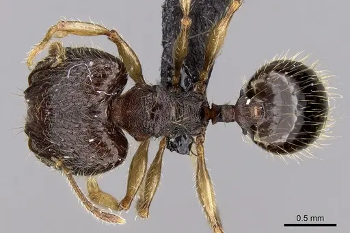 Pheidole vulcan - CASENT0136990