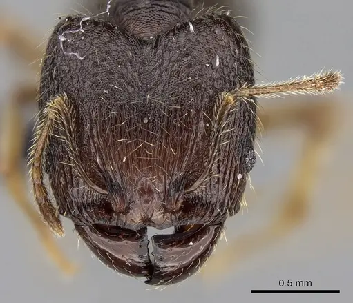 Pheidole vulcan - CASENT0136990