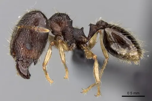 Pheidole vulcan - CASENT0136990