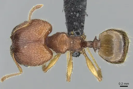 Pheidole vulcan - CASENT0137234