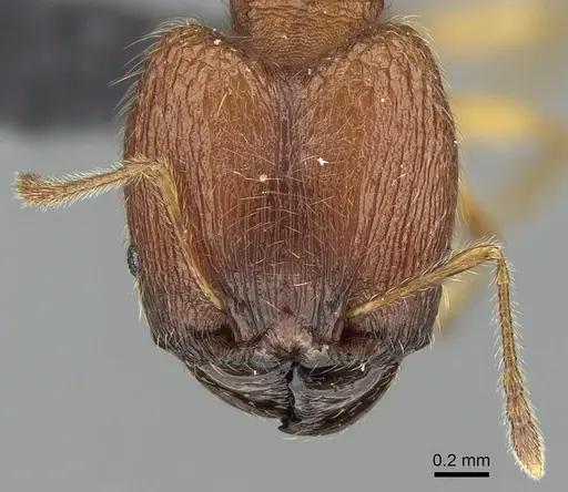 Pheidole vulcan - CASENT0137234