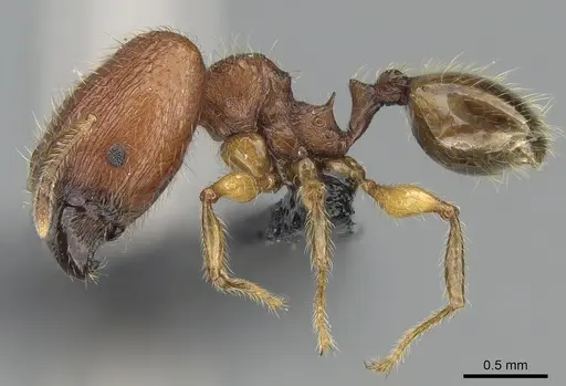 Pheidole vulcan - CASENT0137234