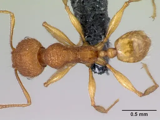 Pheidole vulcan - CASENT0137260