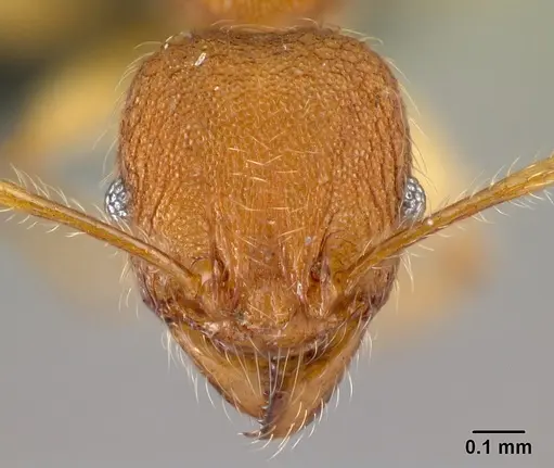 Pheidole vulcan - CASENT0137260