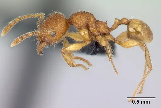Pheidole vulcan - CASENT0137260