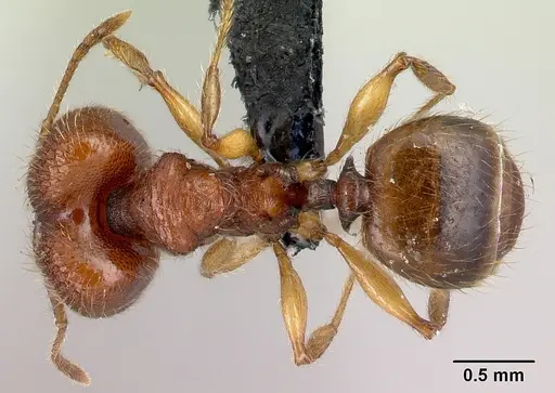 Pheidole vulcan - CASENT0137291