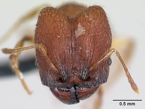 Pheidole vulcan - CASENT0137291