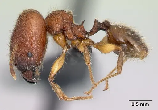 Pheidole vulcan - CASENT0137291