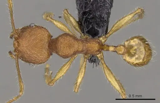 Pheidole vulcan - CASENT0137429