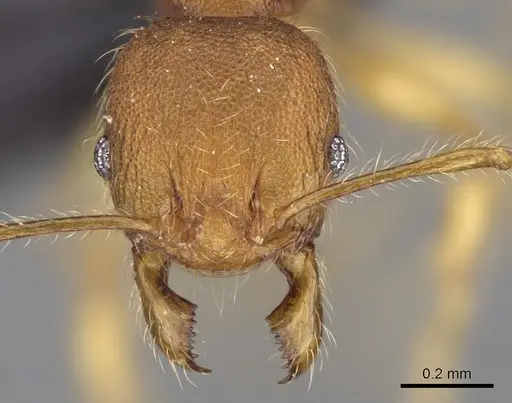 Pheidole vulcan - CASENT0137429