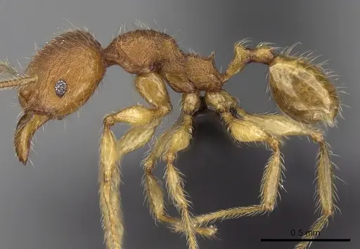 Pheidole vulcan - CASENT0137429