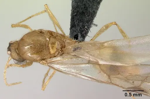 Pheidole vulcan - CASENT0137444