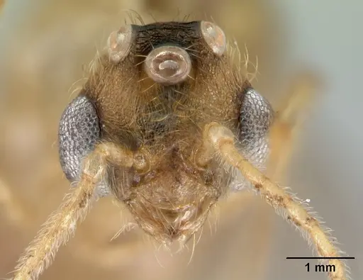 Pheidole vulcan - CASENT0137444