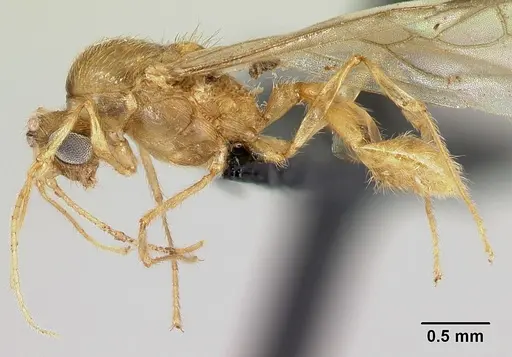 Pheidole vulcan - CASENT0137444