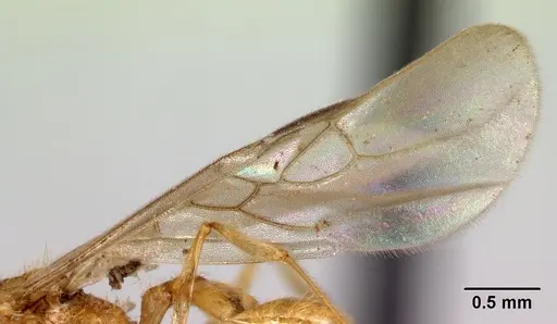 Pheidole vulcan - CASENT0137444