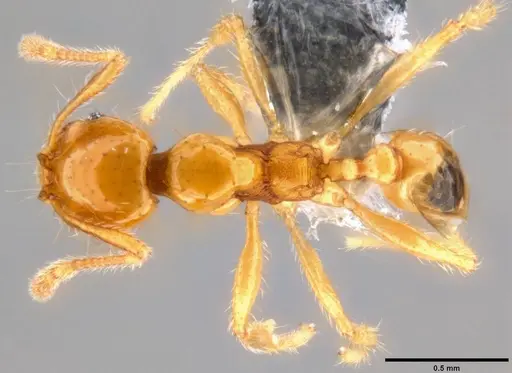 Pheidole vulgaris specimen