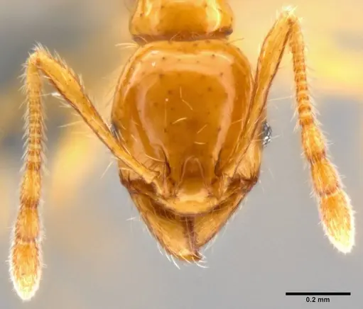 Pheidole vulgaris specimen
