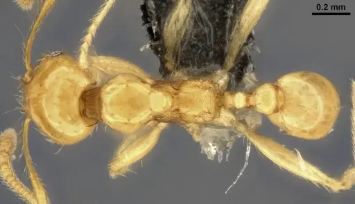 Pheidole vulgaris - CASENT0282732