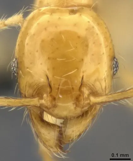 Pheidole vulgaris - CASENT0282732
