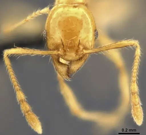 Pheidole vulgaris - CASENT0282732