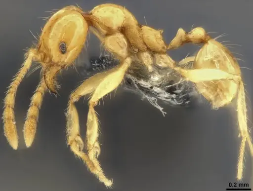 Pheidole vulgaris - CASENT0282732