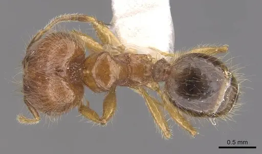 Pheidole vulgaris - CASENT0905877