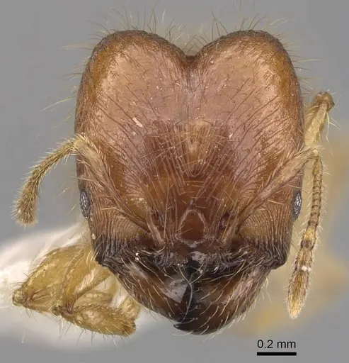 Pheidole vulgaris - CASENT0905877