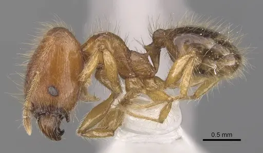 Pheidole vulgaris - CASENT0905877