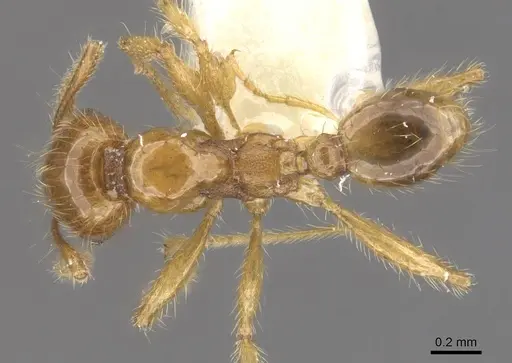 Pheidole vulgaris - CASENT0905878