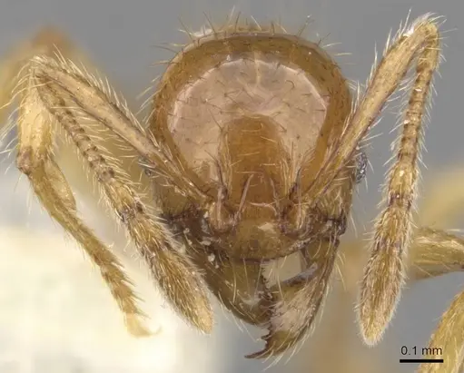 Pheidole vulgaris - CASENT0905878