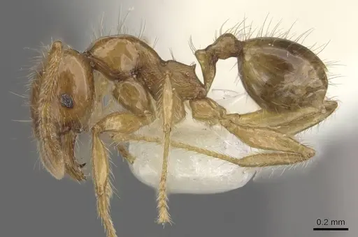 Pheidole vulgaris - CASENT0905878