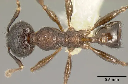 Pheidole walkeri specimen