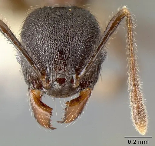 Pheidole walkeri specimen