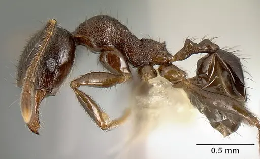 Pheidole walkeri specimen