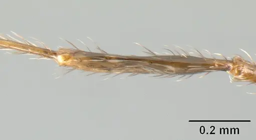 Pheidole walkeri - CASENT0609398