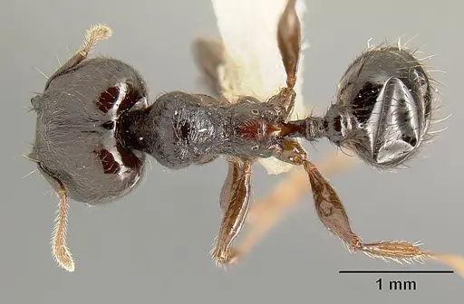 Pheidole walkeri - CASENT0609592