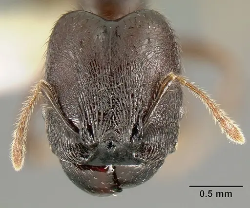 Pheidole walkeri - CASENT0609592