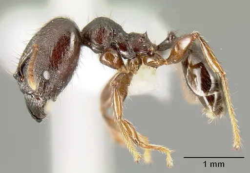 Pheidole walkeri - CASENT0609592